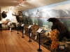 Animal display with mural