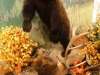 Bear & Elk