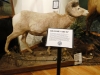 Big Horn Sheep
