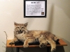 Bobcat
