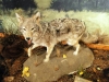 Coyote