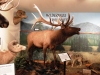 Elk