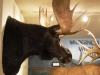 Moose head
