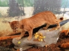 Mountain Lion