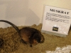 Muskrat