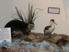Otter, Grebe, Muskrat