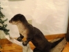 Otter, restocked