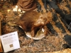 Porcupine