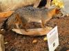 Red Fox