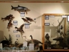 Water-fish, birds, etc