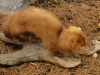 mink