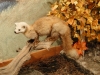 Pine martin