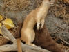 weasle
